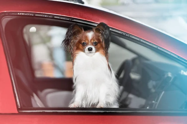 Close Portrait Small Long Haired Dog Front Seat Car Looks Imagen de stock