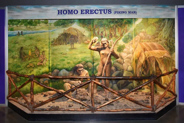Homo Erectus Piking Man Escultura Museo Ciudad Ciencia Ahmedabad Gujrat — Foto de Stock