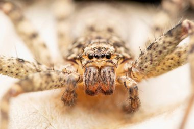 Eyes closeup of Huntsman spider,  Heteropoda jugulans, Satara, Maharashtra, India