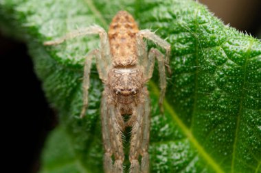 Sleeping crab spider,  Tmarus angulatus, Satara, Maharashtra, India