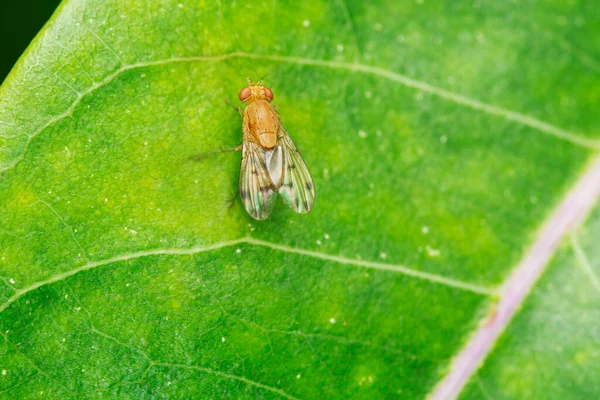 Fruitfly,  Drosophila suzukii Satara, Maharashtra, India