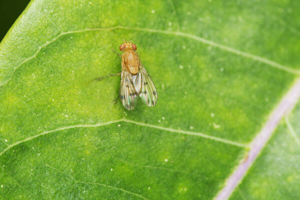 Fruitfly,  Drosophila suzukii Satara, Maharashtra, India