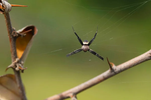 Male Signature Spider Argiope Keyserlingi Satara Maharashtra India — Photo