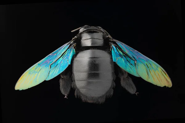Black Bumblebee Xylocopa Laticeps Satara Maharahstra India — Stock Photo, Image