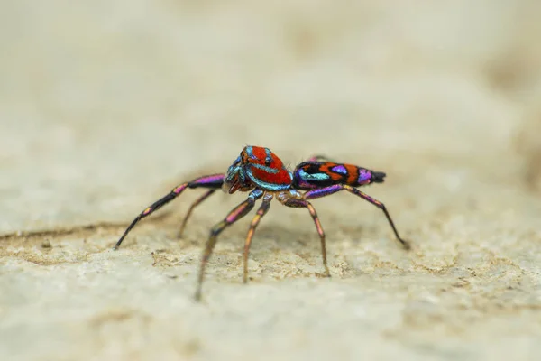 Colourful Jumping Spider Chrysilla Volupe Satara Maharashtra Indi — Stock Photo, Image