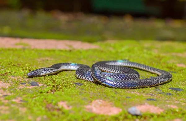 Melanophidium Khairei Khaire Black Shieldtail Species Burrowing Snake Family Uropeltidae — Stock Photo, Image