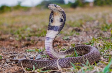 Indian spectacled cobra showing spectacle marks on back of the hood, Naja naja, Satara, Maharashtra,  India 