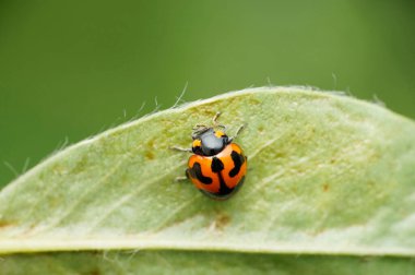 Orange ladybird beetle, Satara, Maharashtra,  India