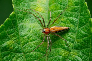 Lynx spider, Oxyops salticus, Satara, Maharashtra,  India