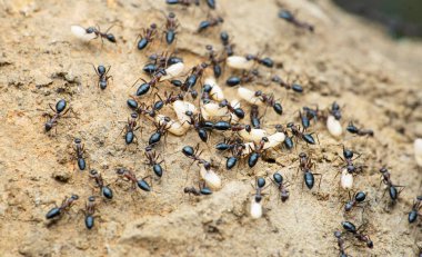 Black ant shifting eggs, Satara, Maharashtra,  India