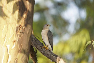 Shikra, Accipiter Badius, Satara, Maharashtra, Hindistan