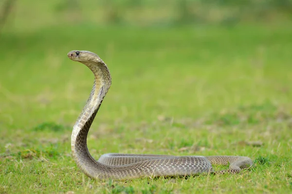 stock image The Indian cobra, Naja naja, Satara, Maharashtra, India