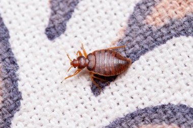 Bed bug, Cimex lectularius, Pune, Maharashtra, Hindistan 'ın sırt çekimi.