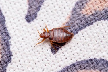 Dorsal shot of Bed bug, Cimex lectularius, Pune, Maharashtra, India clipart