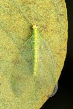 Green lacewing, Chrysoperla carnea, Satara, Maharashtra, India
