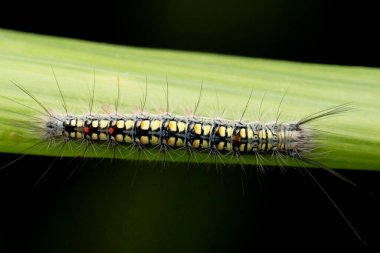 Dorsal of Tussock moth caterpillar, Numenes siletti,  Satara, Maharashtra, India