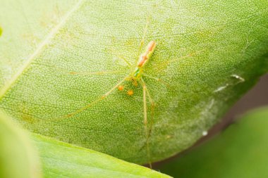 Male Long jawed green spider, Mesida humilis, Satara, Maharashtra, India