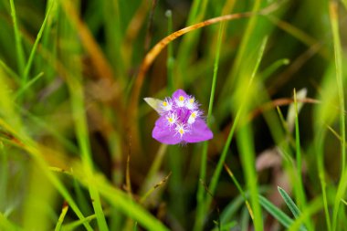 Closeup of Cyanotis, Cyanotis somaliensis, Satara, Maharashtra, India