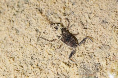 Water scorpion closeup, Nepa cinerea, Satara, Maharashtra, India