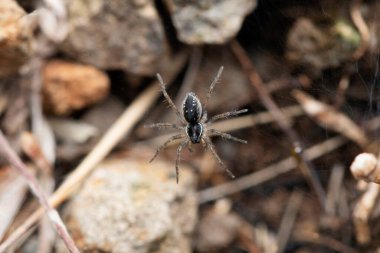 Black Wolf Spider, Trochosa sp, Satara, Maharashtra, India