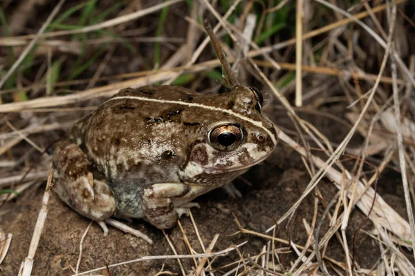 stock image Burrowing frog, Sphaerotheca pashchima, Satara, Maharashtra, India