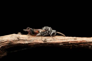 Parazit Wasp, Brachymeria carbonica, Satara, Maharashtra, Hindistan