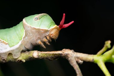 Caterpillar of Common Mormon butterfly , Papilio polytes, Satara, Maharashtra, India