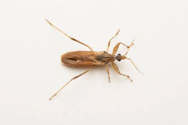 Brown assassin bug, Pnirontis modesta, Pune, Maharashtra, India