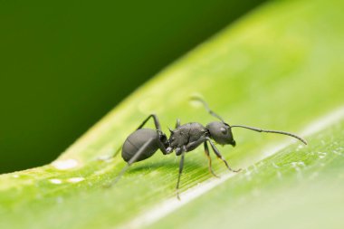 Worker ant Polyrachis proxima, Satara, Maharashtra, India
