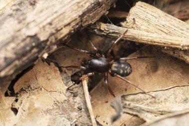 Ground Dwelling spider, Mallinella elegans, Satara, Maharashtra,India