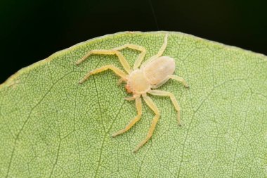 Flat crab spider, Psellonus planus, Satara, Maharashtra, India