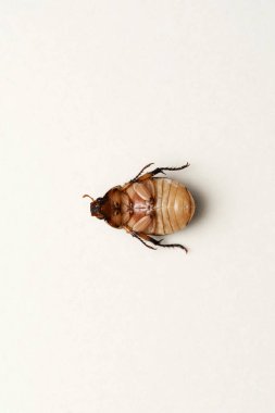 Scarab böceklerinin karnı, Cyclocephala melanocephala, Satara, Maharashtra, Hindistan