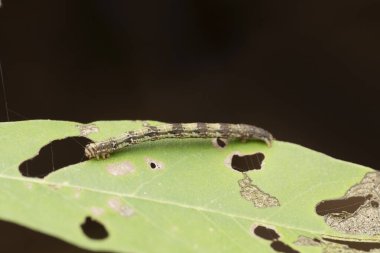 Gypsy moth caterpillar, Lymantria dispar, Satara, Maharashtra, India