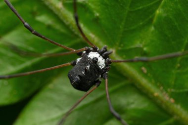 Kara Hasatçı Örümceği, Hadrobunus Rotundum, Satara, Maharashtra, Hindistan