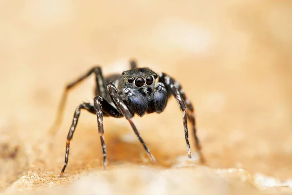 Portrait Malejumping Spider Cyrba Algeria Salticidae Satara Maharashtra India — Stock Photo, Image