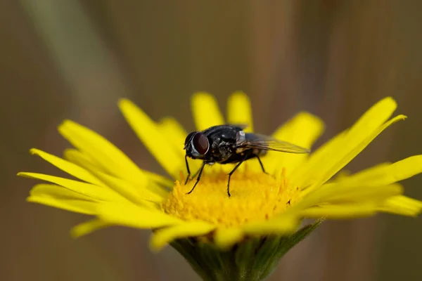 Pollination Housefly Musca Indica Satara Maharashtra India — Stockfoto