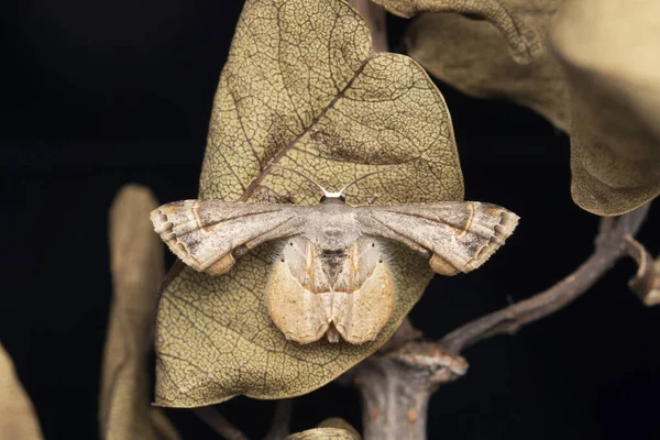 Scoopwing Moth Dried Leaf Phazaca Leucocera Satara Maharashtra India — 图库照片