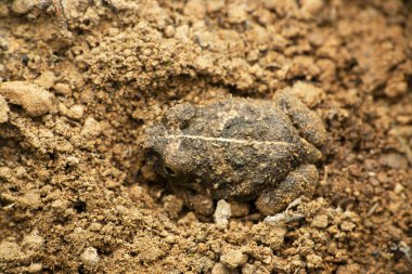 Dorsal of Western Burrowing Frog, Sphaerotheca pashchima, satara Maharashtra India