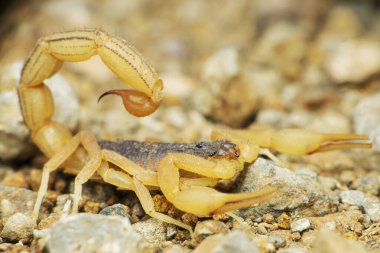 Female red tailed scorpion, Hottentota tamulus, Satara, Maharashtra, India