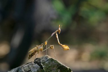 Wonder voilin mantis Gongylus gongylodes, Satara, Maharashtra, India