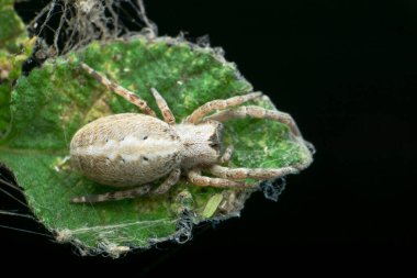 Indian social spider Stegodyphus dumicola, Satara, Maharashtra, India