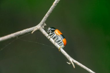 Siyah ve kırmızı böcek türleri, Coleoptera, Satara, Maharashtra, Hindistan