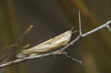 Gri çim biçme makinesi, Truxalis Sp. Satara, Maharashtra, Hindistan