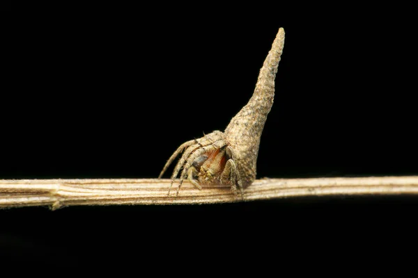 Spinnenweber Araneidae Satara Maharashtra Indien — Stockfoto