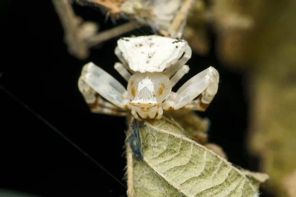 白蟹蜘蛛 Thomisidae Satara Maharashtra India — 图库照片