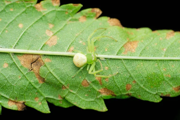 绿色草蟹蜘蛛 Synema种 印度马哈拉施特拉邦Satara — 图库照片