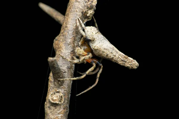 Kugelweberspinne Araneidae Satara Maharashtra Indien — Stockfoto
