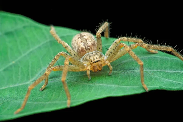 Huntsman Spider Sparassidae Satara Maharashtra India — Stock Photo, Image
