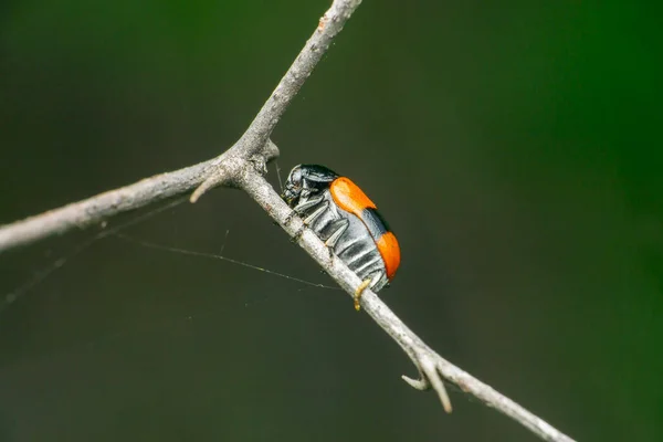 印度马哈拉施特拉邦萨塔拉Coleoptera — 图库照片