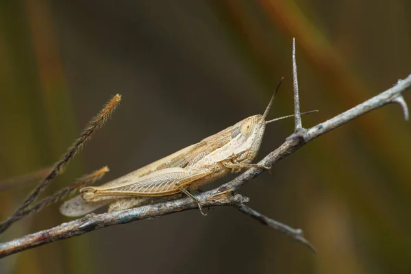 Grijze Grasshopper Truxalis Satara Maharashtra India — Stockfoto